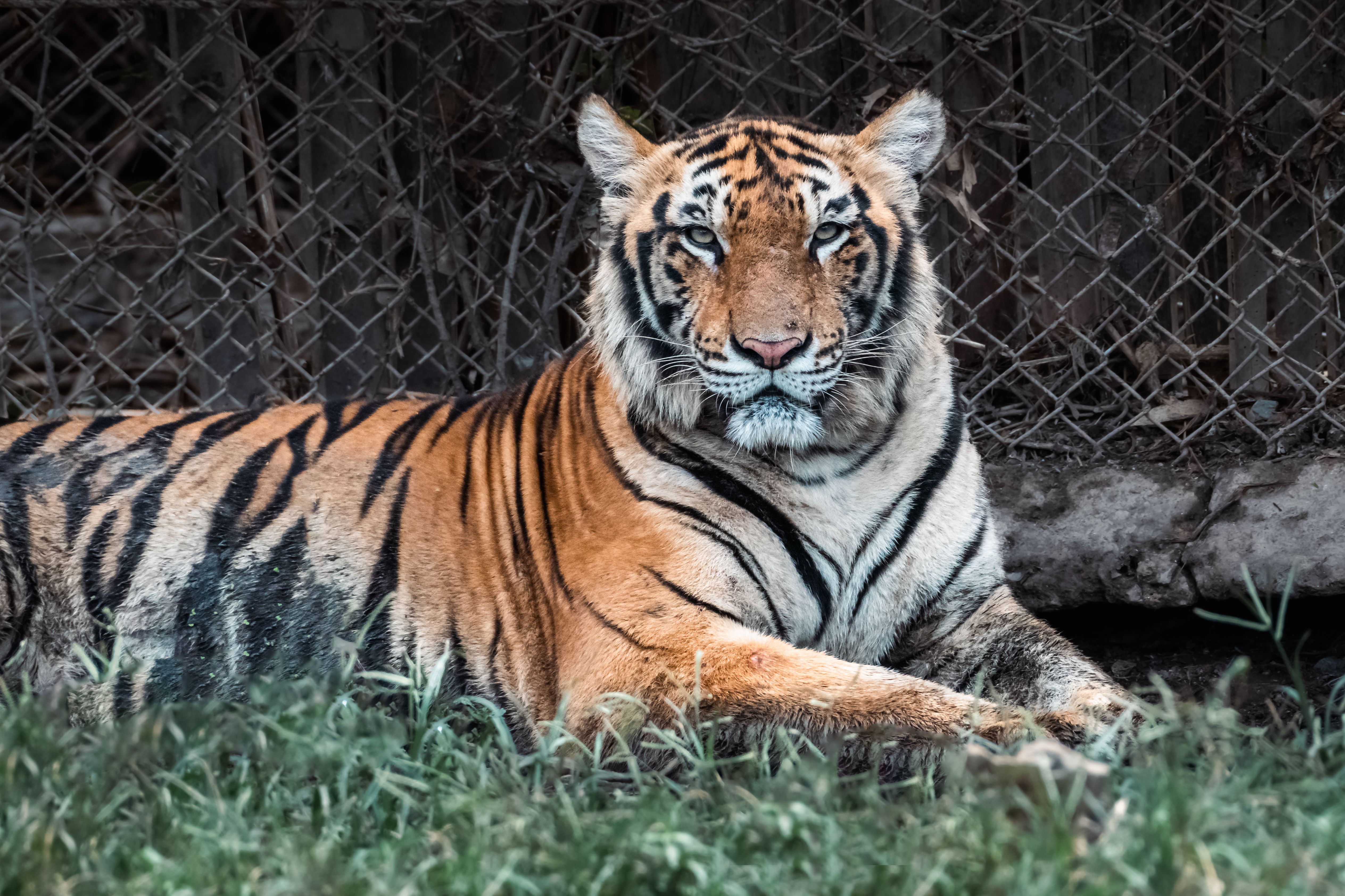 Tiger Park - Big Tiger (Child not allowed - check child policy)