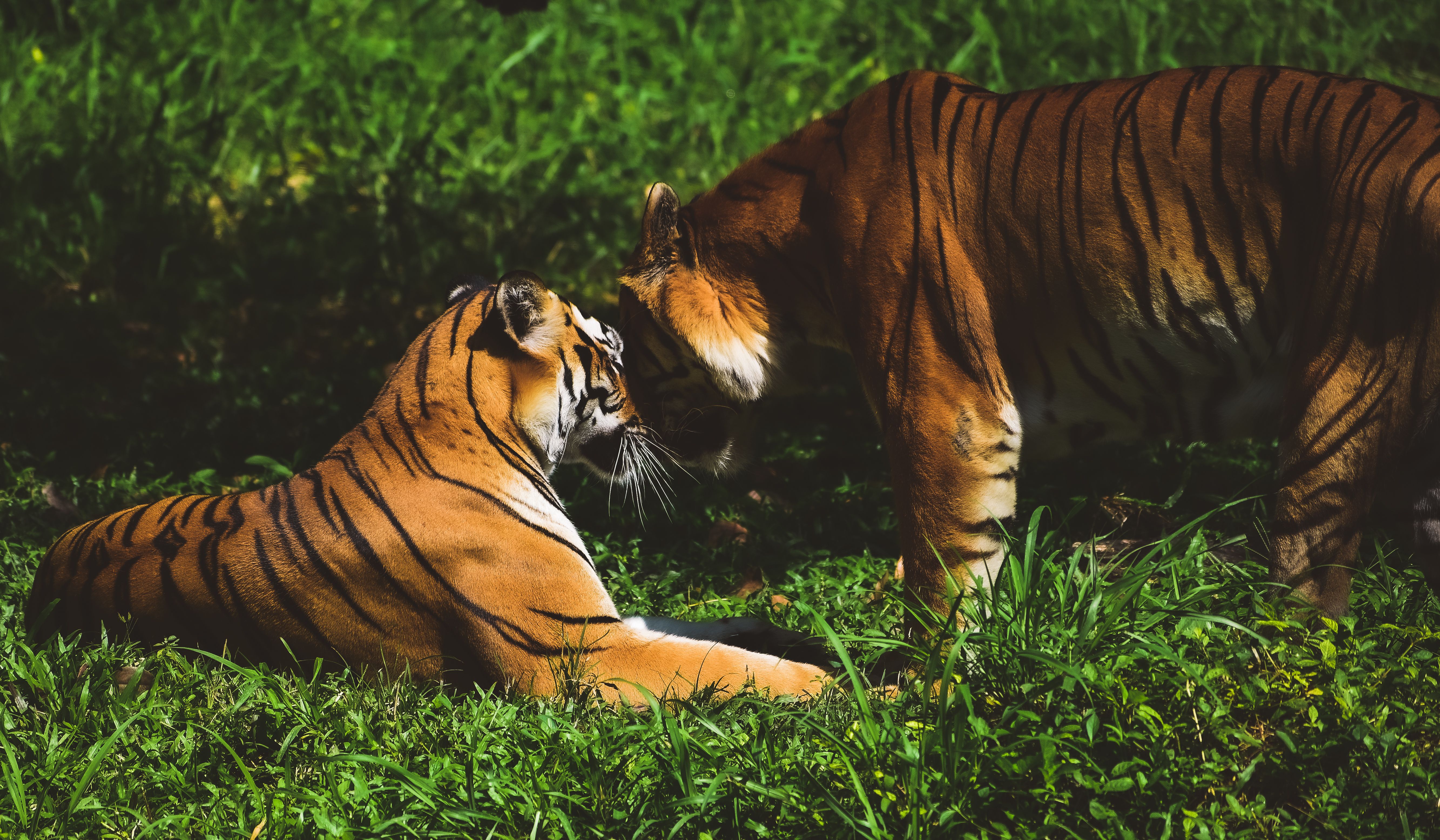 Tiger Park - Medium Tiger (child not allowed - check child policy)