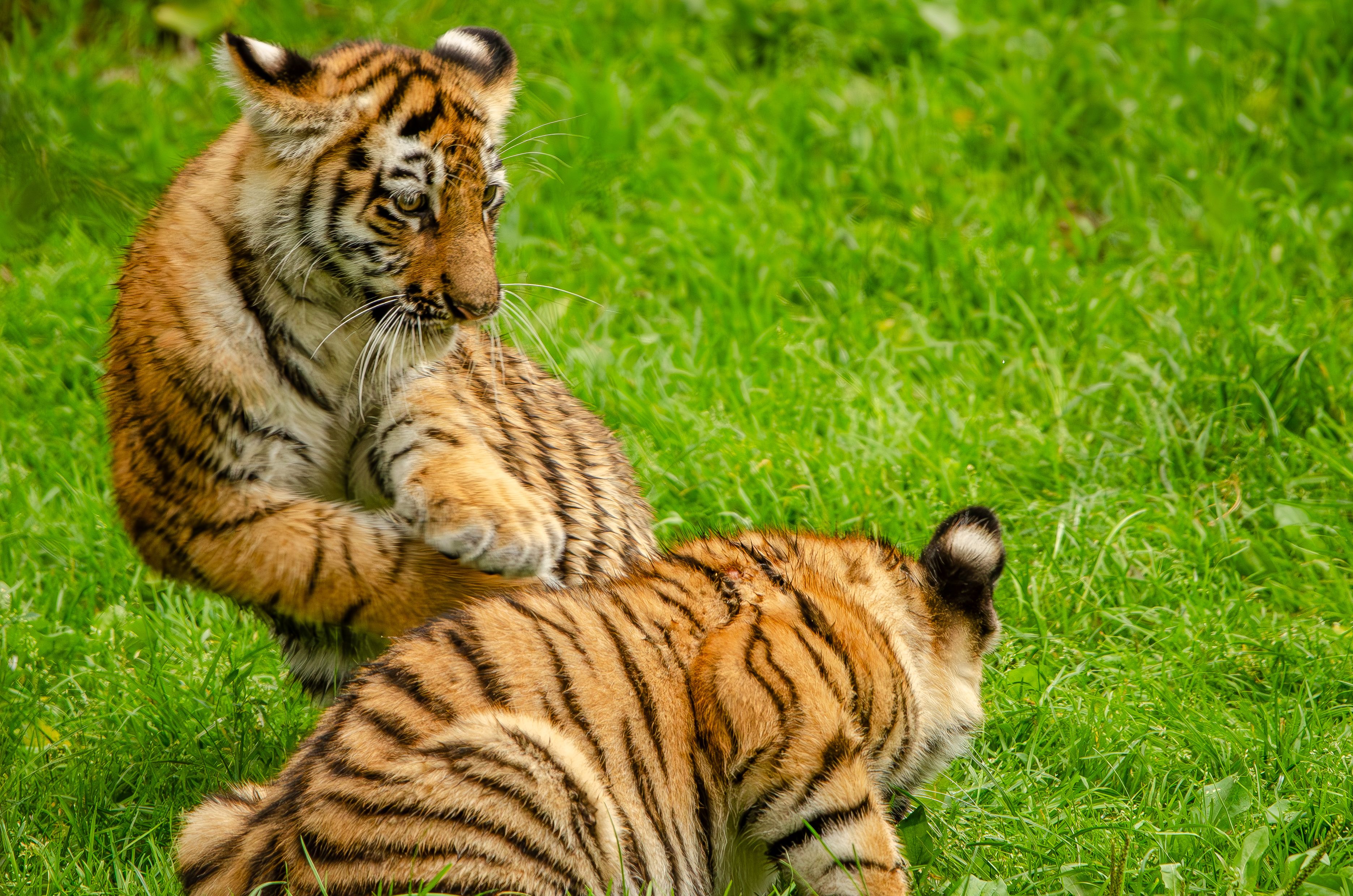 Tiger Park - Small Tiger - Child not allowed - check child policy)
