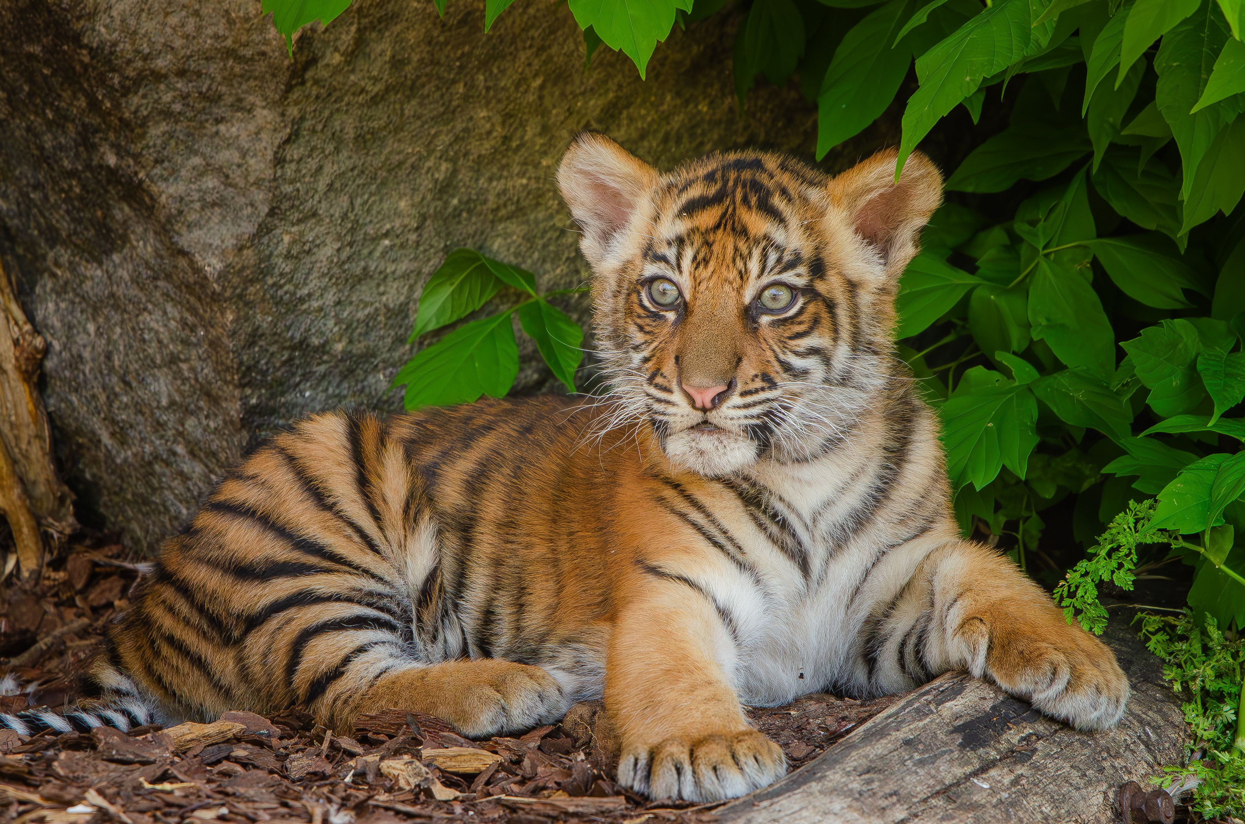 Tiger Park Smallest Tiger - Child allowed - read child policy